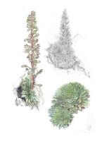 571 - Saxifraga florulenta '25Wp2